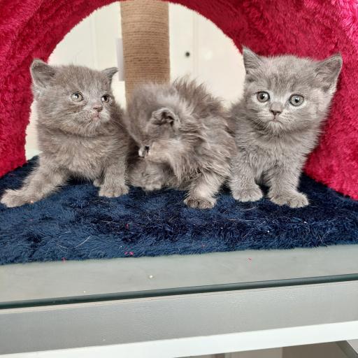 عکس پت شاپ پرنس