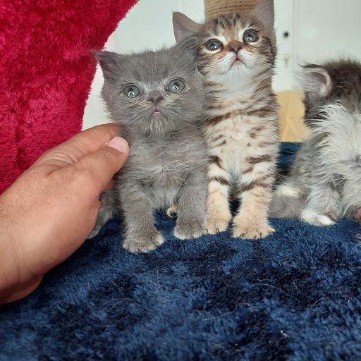 عکس پت شاپ پرنس