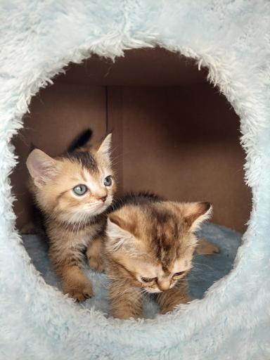 عکس پت شاپ پرنس