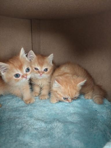 عکس پت شاپ پرنس