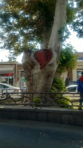 عکس درخت تاریخی چنار اسکو