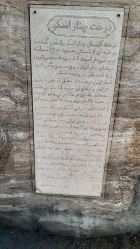 عکس درخت تاریخی چنار اسکو