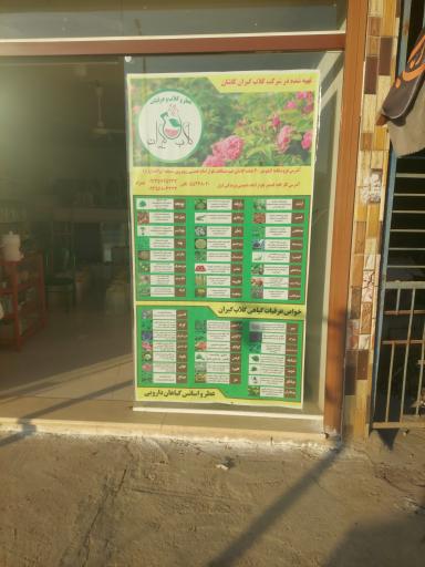 عکس هایپر گلاب