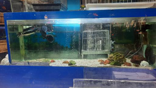 عکس دنیای آبزیان