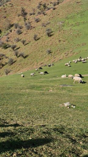 عکس اولسبلانگاه