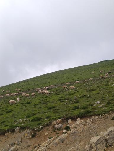 عکس اولسبلنگاه