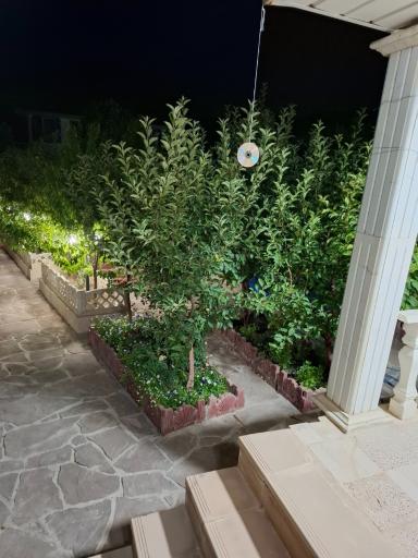 عکس اوچونک