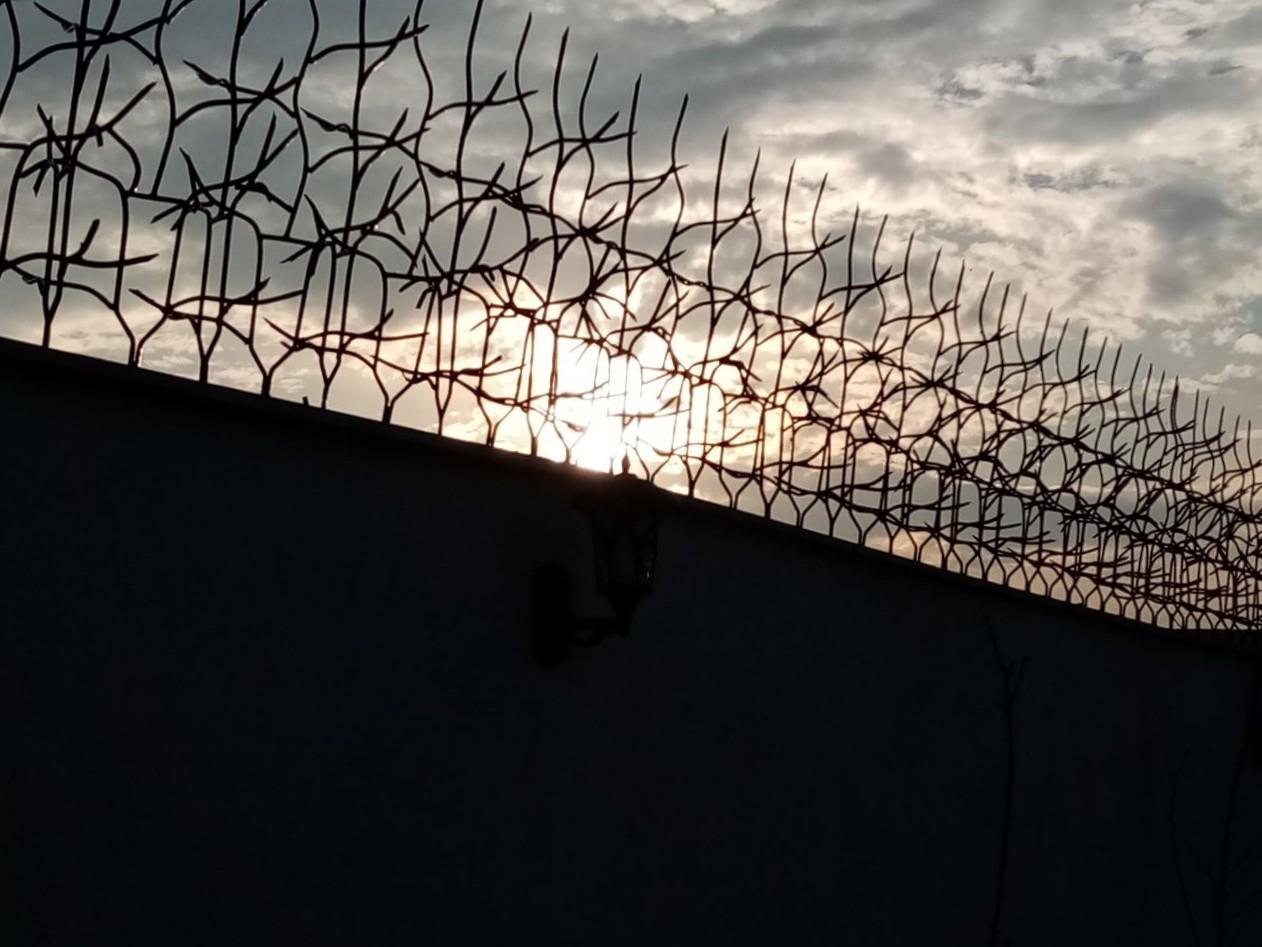 عکس تولید شاخ گوزنی حسینی