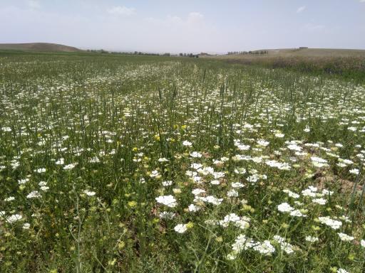 عکس مینق