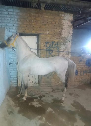 عکس باشگاه سوارکاری کرج هورس 