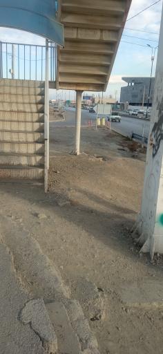 عکس درخت بید