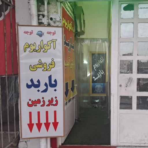 عکس آکواریوم باربد