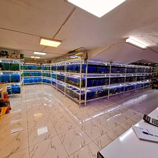 عکس آکواریوم باربد