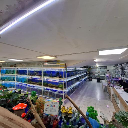 عکس آکواریوم باربد