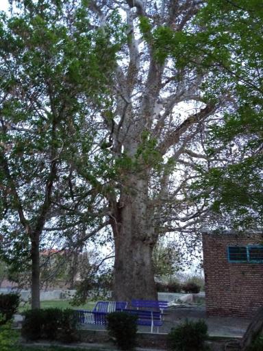 عکس درختان چنار 1400 ساله