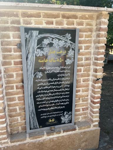 عکس درختان چنار 1400 ساله