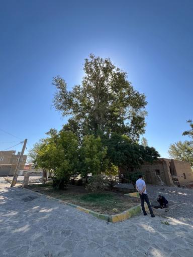 عکس درختان چنار 1400 ساله