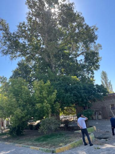 عکس درختان چنار 1400 ساله