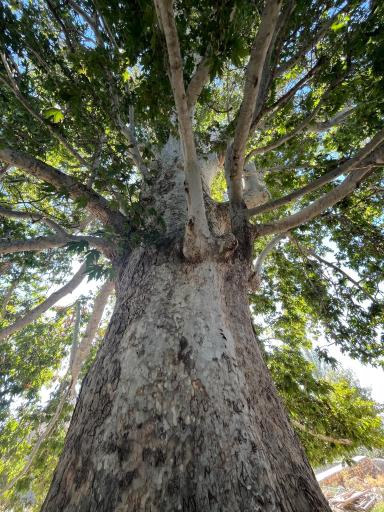 عکس درختان چنار 1400 ساله