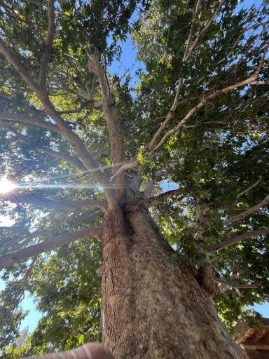 عکس درختان چنار 1400 ساله