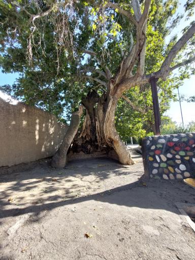 عکس درختان چنار 1400 ساله