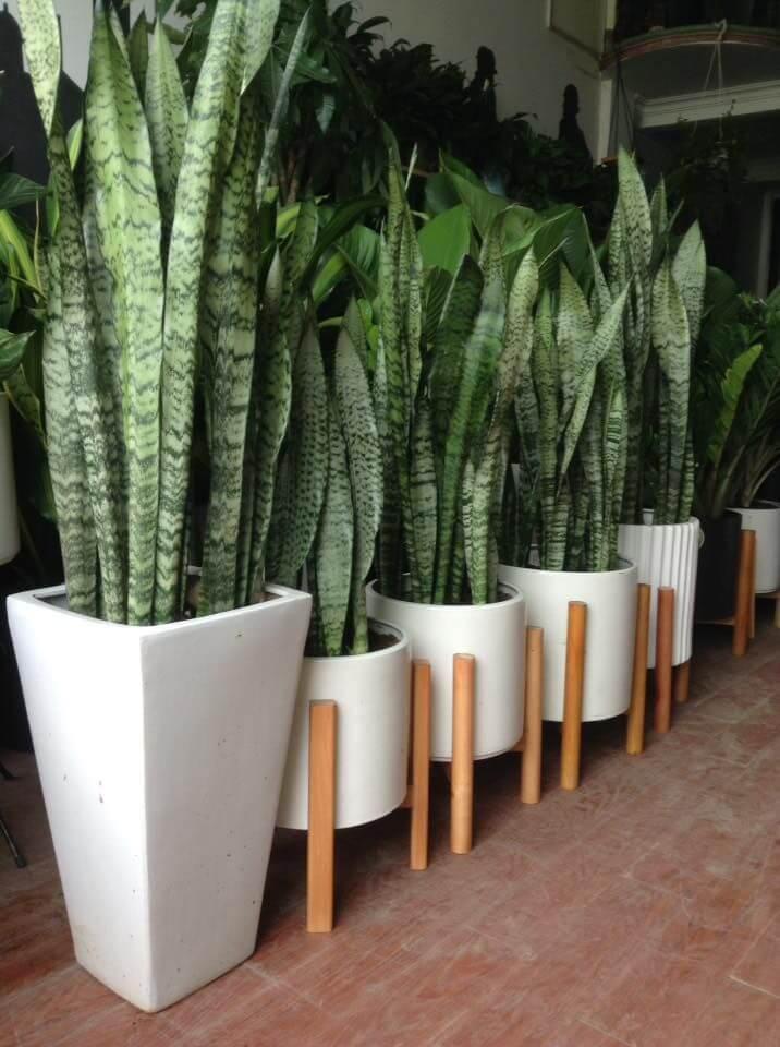 عکس فروشگاه گلهای آپارتمانی نیکان