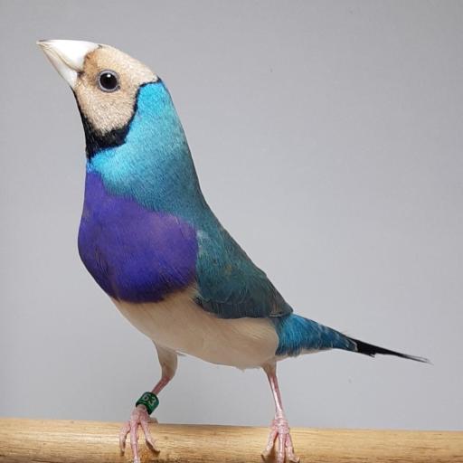 عکس پرنده زینتی آرا