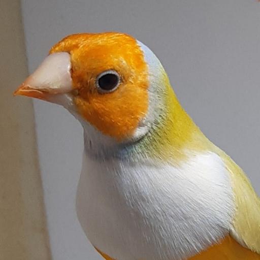 عکس پرنده زینتی آرا