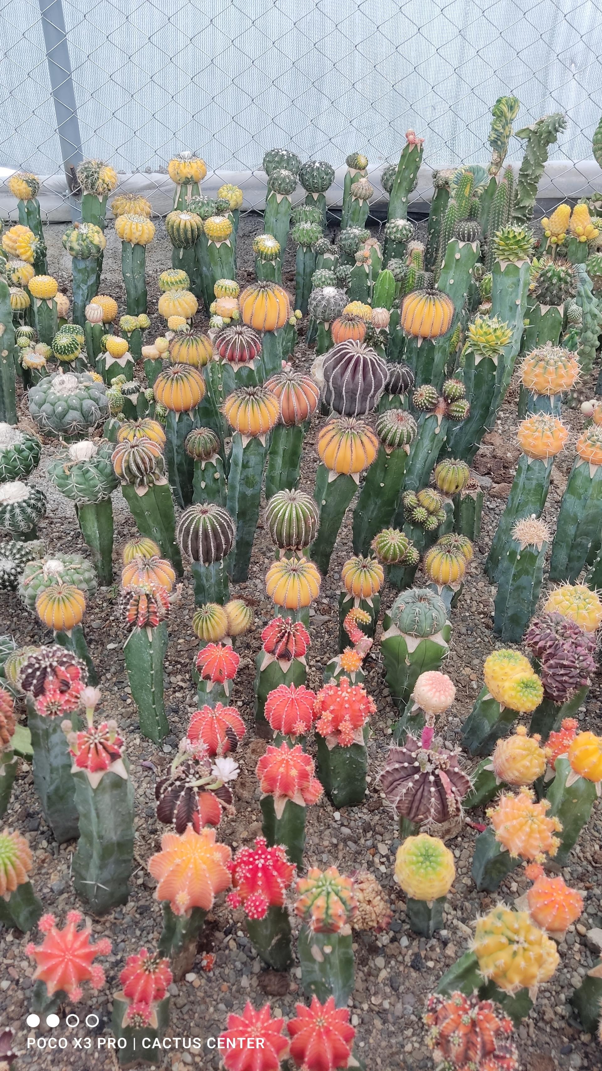 عکس کاکتوس سنتر اصفهان