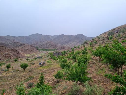 نهالستان مهدی کلهر