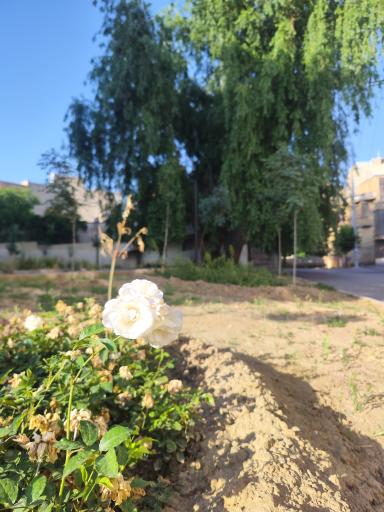 عکس بوستان  شمس