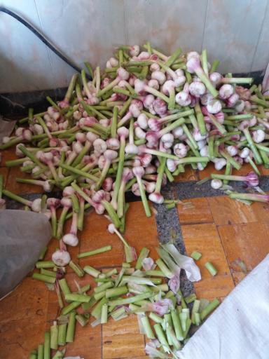 عکس کارگاه هویج شویی و بسته بندی محصولات کشاورزی احسان فرجی 