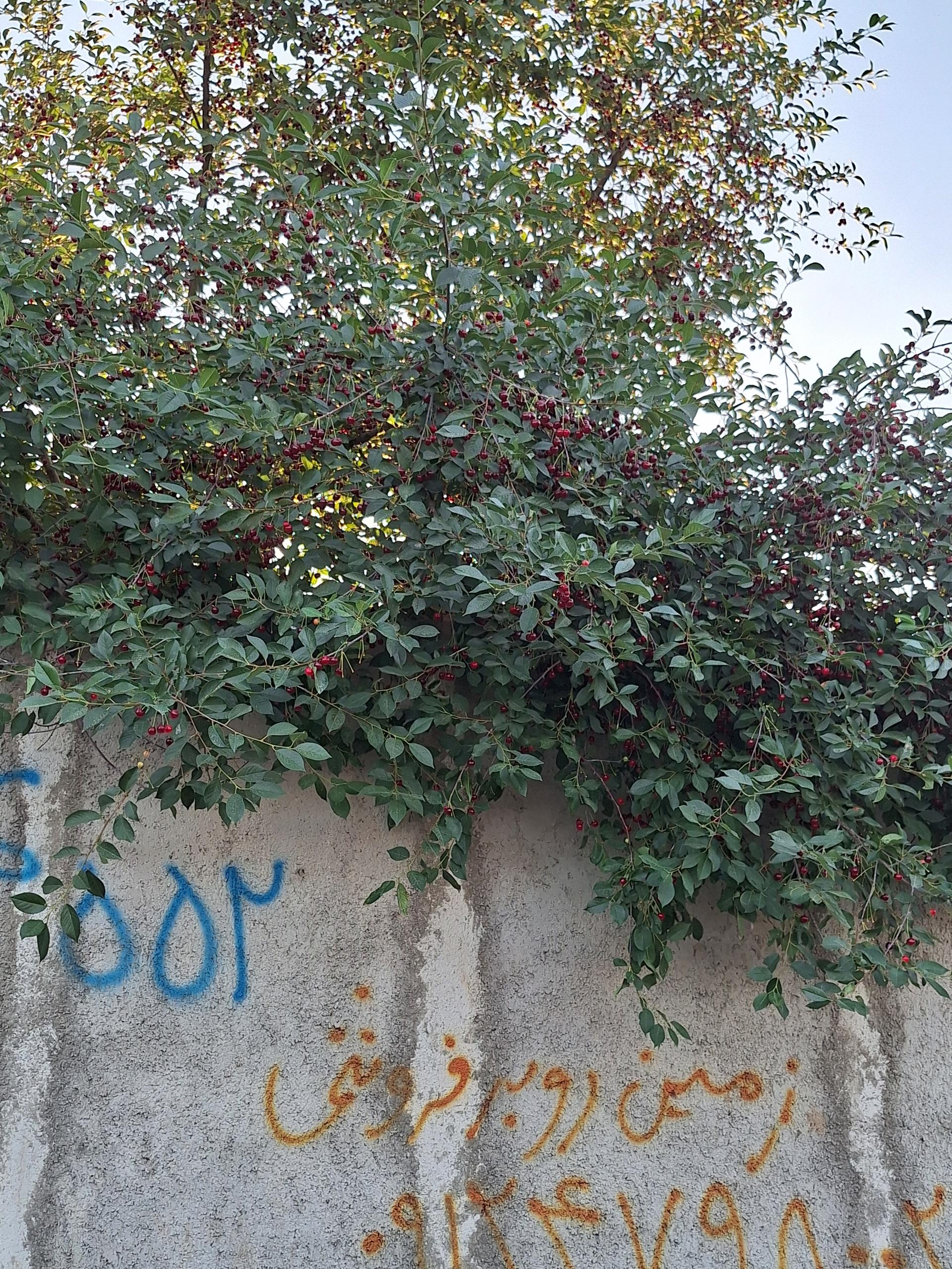عکس باغ فرهاد صحرایی