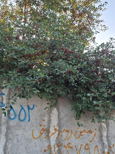 عکس باغ فرهاد صحرایی