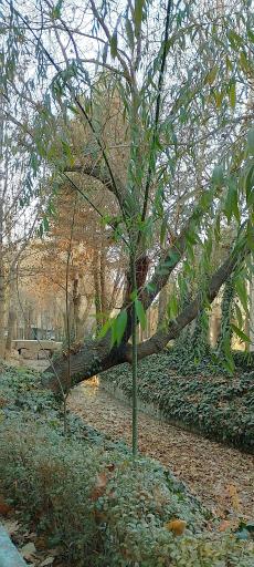 عکس مادی هفتون