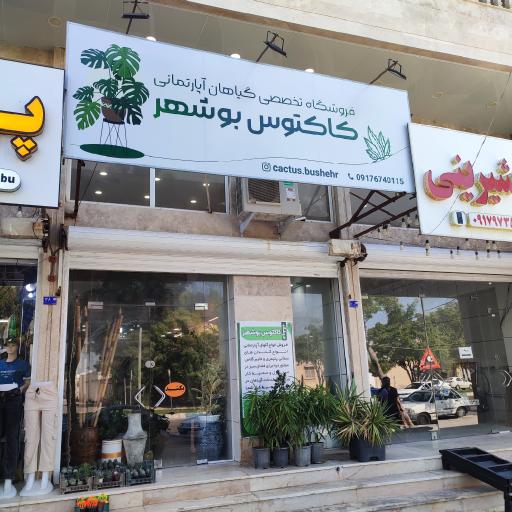 عکس فروشگاه تخصصی گیاهان آپارتمانی کاکتوس بوشهر