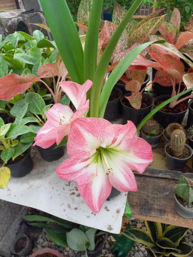 عکس گلخانه کاملیا 