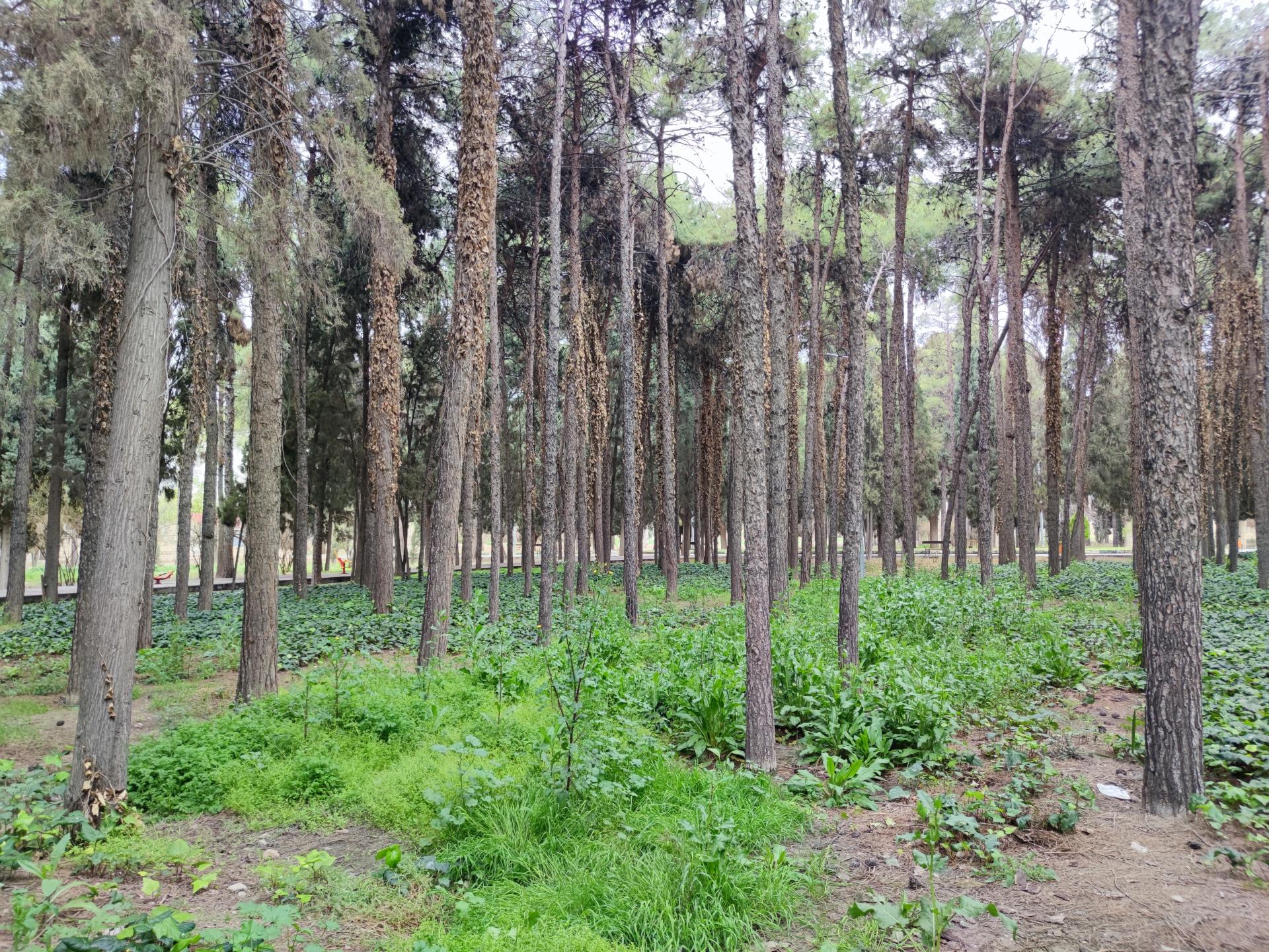 عکس پارک ولیعصر (عج)