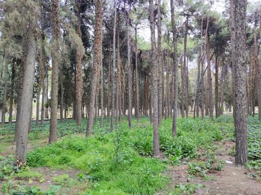 عکس پارک ولیعصر (عج)