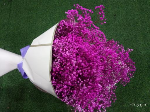 عکس گل فروشی شقایق 