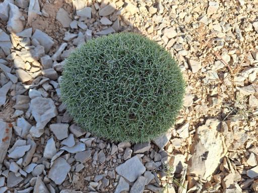 عکس قله بهرز