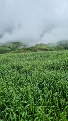 عکس ساسنگ