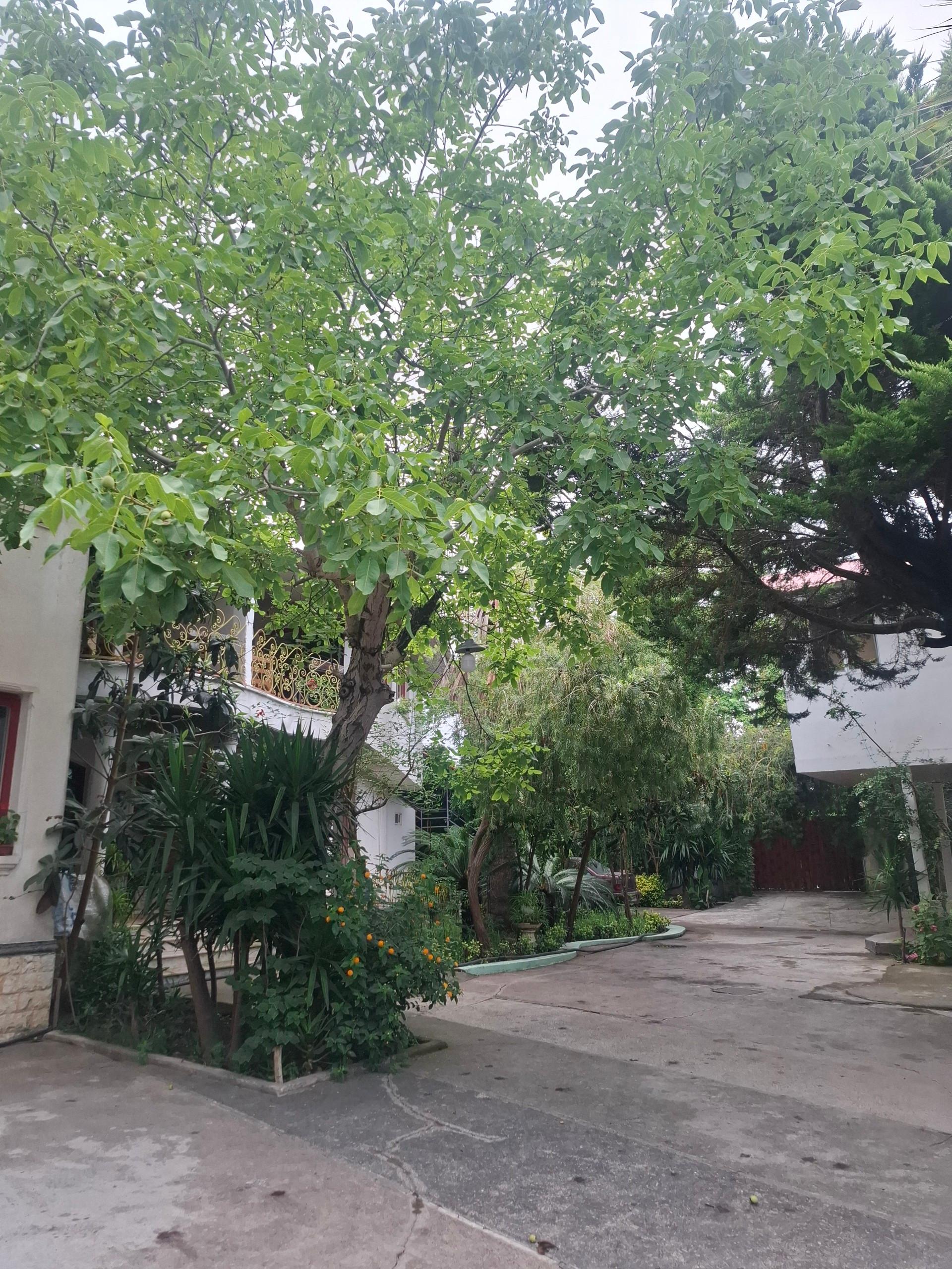 عکس باغ صوفیانی