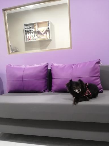 عکس کلینیک دامپزشکی ریواس