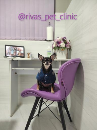عکس کلینیک دامپزشکی ریواس
