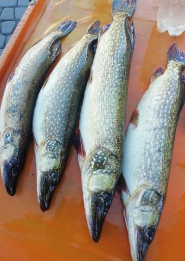 عکس ماهی فروشی سید مرتضی