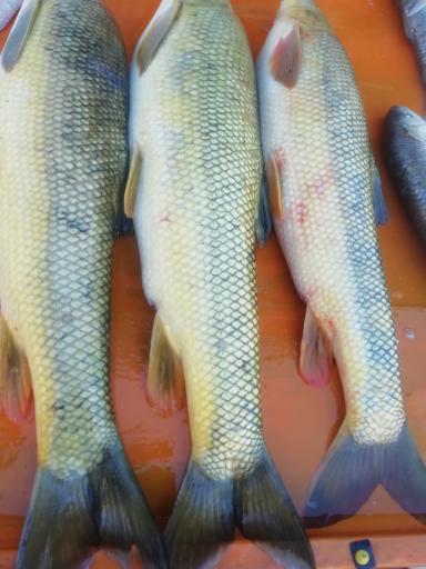 عکس ماهی فروشی سید مرتضی