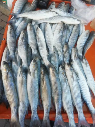 عکس ماهی فروشی سید مرتضی