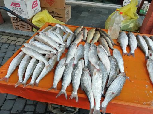 عکس ماهی فروشی سید مرتضی