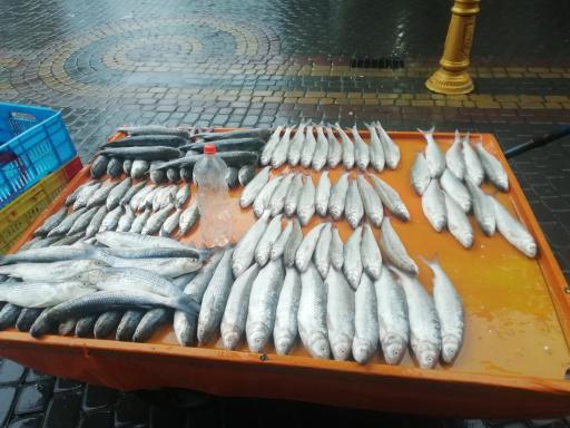 عکس ماهی فروشی سید مرتضی